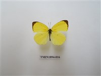 藏品(北黃蝶)的圖片